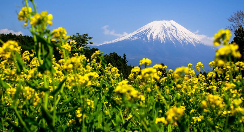 Ready Steady Travel - Adventures in Japan Mt. Fuji