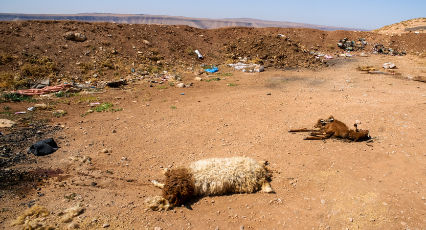 Ready Steady Travel - Adventures in Jordan For Miscellaneous Adventures