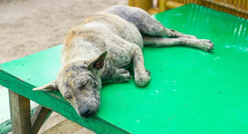 Ready Steady Travel - Adventures in The Philippines, Moalboal Cebu; Central Visayas