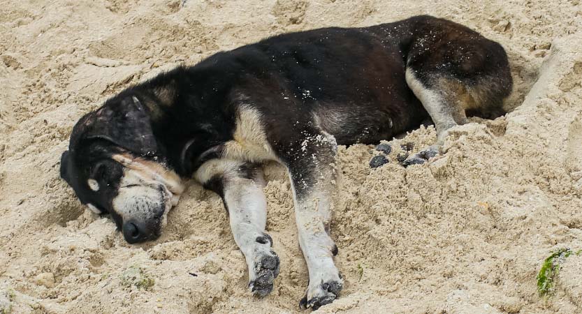 Ready Steady Travel - Adventures in The Philippines, Moalboal Cebu; Central Visayas