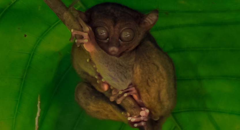 Ready Steady Travel - Adventures in The Philippines, Bohol Island; Central Visayas